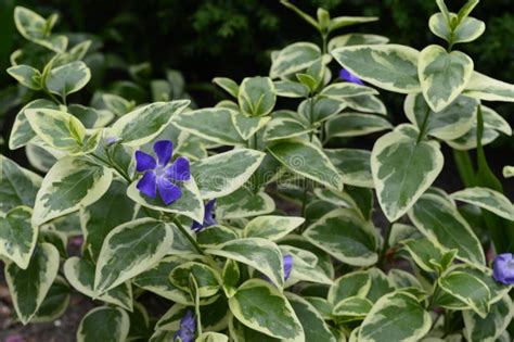 Vinca major Variegata stock photo. Image of spring, purple - 117024754