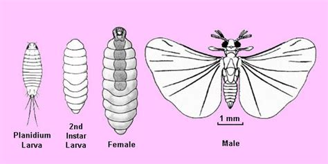 Strepsiptera ~ Everything You Need to Know with Photos | Videos