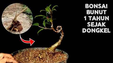 Bonsai Bunut Small Ganti Media Dan Perawatan Akar Youtube