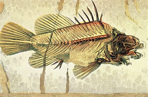 Historical Illustration Of Fossil Perch Fish Photograph By George