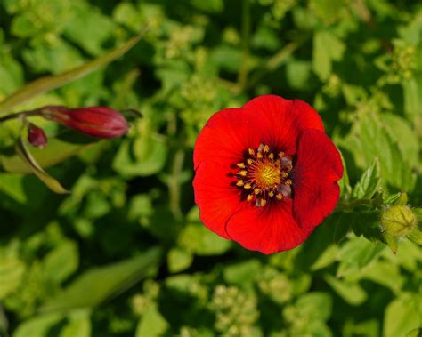 Free Images Nature Blossom Field Flower Petal Bloom Environment