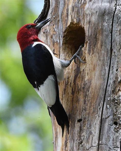 Red-headed Woodpecker Guide (Melanerpes erythrocephalus) - Birding Insider