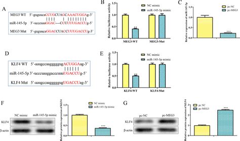 Mir P Is A Target Of Long Non Coding Rna Meg In Adipose Derived