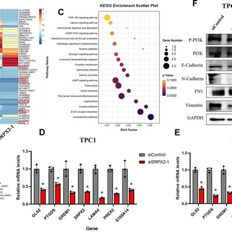 Pathways And Downstream Molecules Involved In Srpx2 A Rna Seq Heat Map Download Scientific