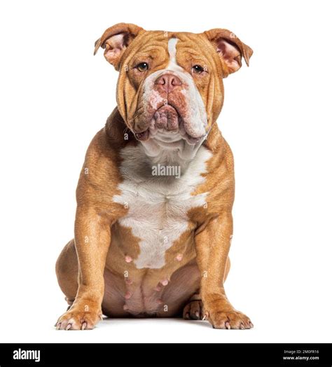 sitting american bully dog   camera isolated  white stock