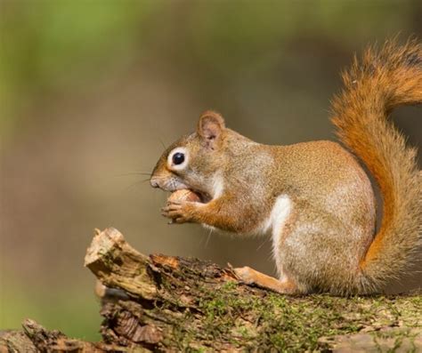 Do People Keep Squirrels as Pets? - James River Pest Solutions