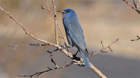 pinyon jay audubon field guide