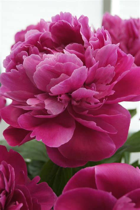 Пион Red Sarah Bernhardt Фото И Описание — New-Freepik.Ru