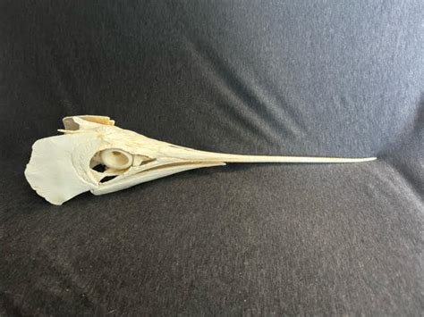 Swordfish Skull Replica - SkeletonsAndSkullsSuperstore