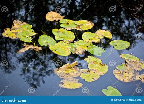 Lily Pads Pond Stock Image Image Of Lily Pads Floating 130206753