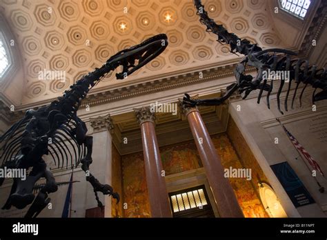 Roosevelt Rotunda Allosaurus Skeleton American Museum Of Natural