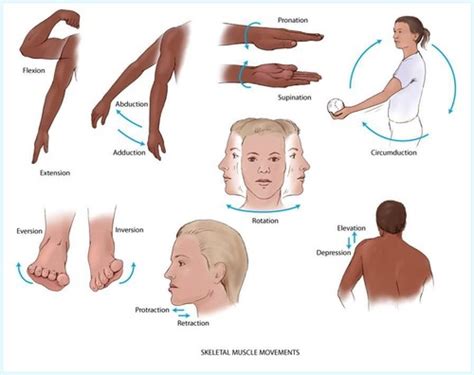 Musculoskeletal System Flashcards Quizlet