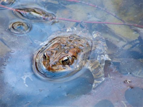 The Importance of Amphibians in Ecosystems