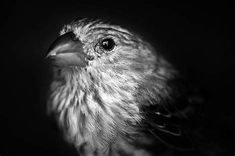 Black And White House Finch Photograph By Stamp City Fine Art America