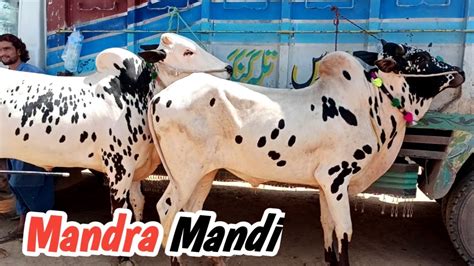 Latest Update Mandra Mandi Ll Part 4 Ll 17 05 2023 Ll Domail Mandi Ll