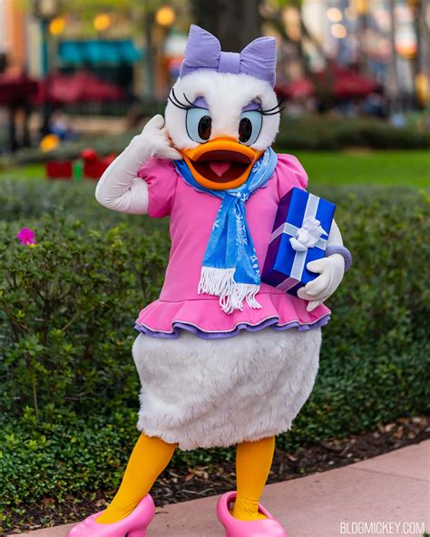 Daisy Duck Joins Donald Duck Meet and Greet at Disney's Hollywood Studios