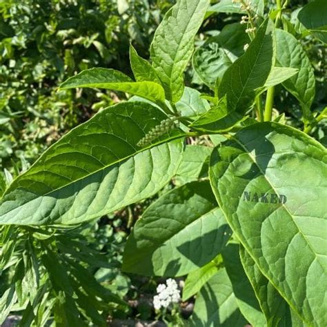 Our Native Garden Naked Sustainability