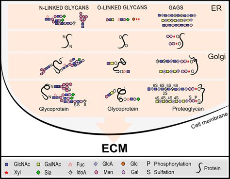 Myocardial Extracellular Matrix Circulation Research