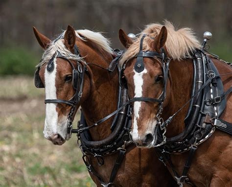 A Bit About Draft Horses Lake Metroparks