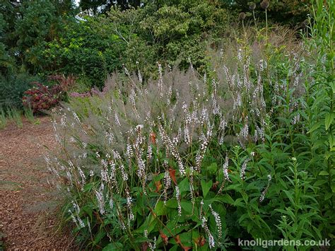 Persicaria Alba Knoll Gardens Ornamental Grasses And Flowering