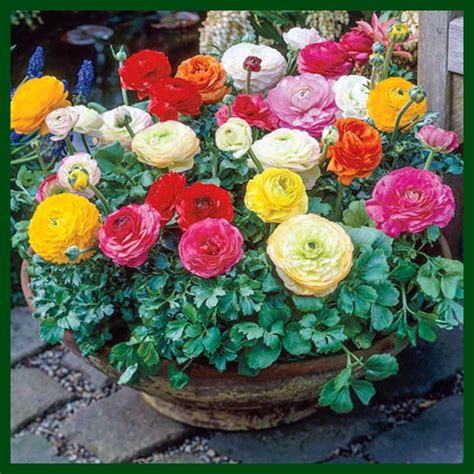 Ranunculus Mixed F1 Hybrid – 10 seeds – My Garden Bd