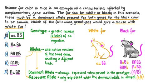 If An Allele Is Dominant Then