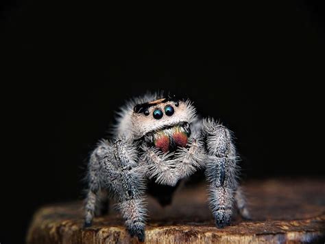 12 Arthropod Pictures Showcase Spiders Crabs And More