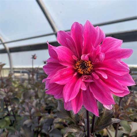 Dahlia Peony ‘Fascination’ - Cavano's Perennials