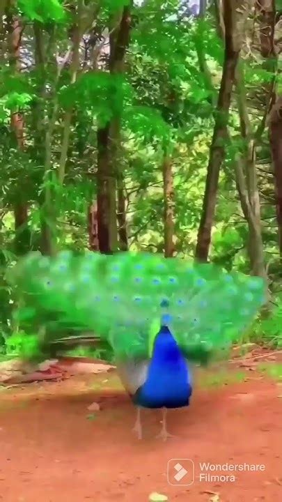 Beautiful Peacock 🥰 Youtube