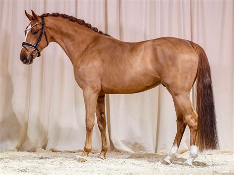 Deutsches Reitpony Hengst Jahre Cm Fuchs In Marsberg