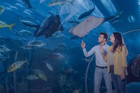 Burj Khalifa Dubai Aquarium And Underwater Zoo Ticket In Dubai