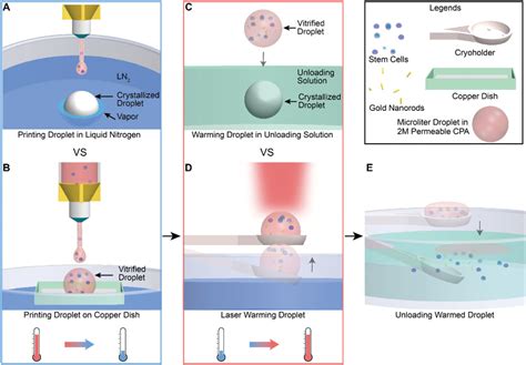 Conduction Cooling And Plasmonic Heating Dramatically Increase Droplet