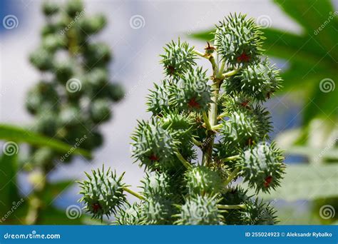 Ricinus Communis The Castor Bean Or Castor Oil Plant Is A Species Of