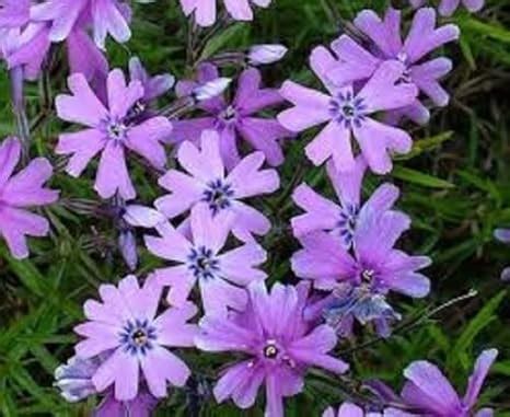 Carpet Phlox Colors - Carpet Vidalondon