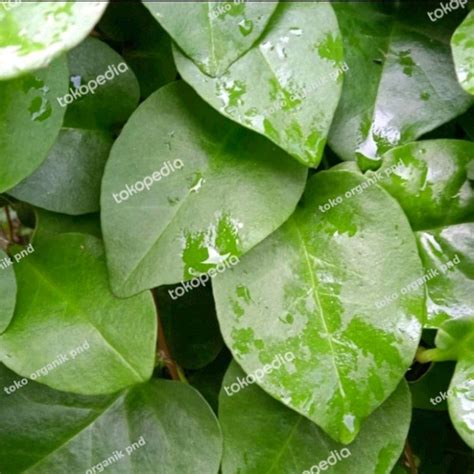 Jual Daun Binahong Hijau Segar 500g Fras Basah Daun Obat Herbal Siap