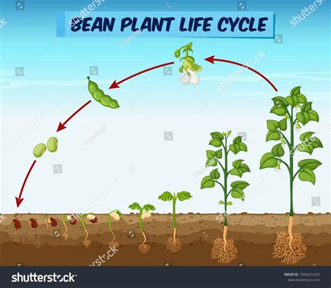 Diagram showing bean plant life cycle illustration #Ad , #sponsored, # ...