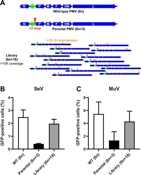 Genome Wide Transposon Mutagenesis Of Paramyxoviruses Reveals