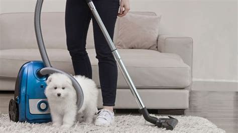 Best vacuum cleaners for pet hair | Top Ten Reviews