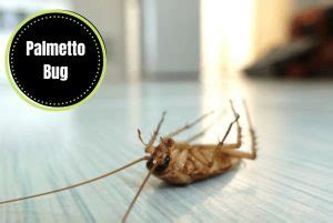 Identify and Get Rid of Palmetto Bugs – An Easy Visual Guide - The ...