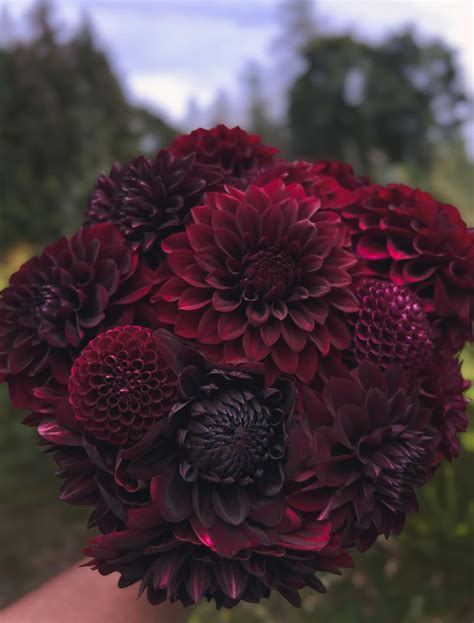 Black Dahlia Flower Bouquet Black Orchids Dark Purple Wedding Bouquet,