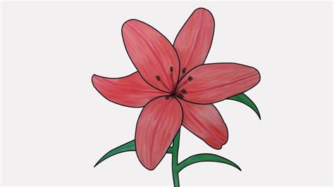 How To Draw A Lily How To Draw A Asiatic Lily Step By Step Lily