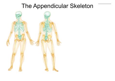 summary appendicular skeletonpdf appendicular skeleton  skull