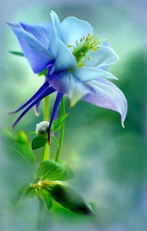 Аквилегия - эльфийский цветок | Unusual flowers, Flowers for ...