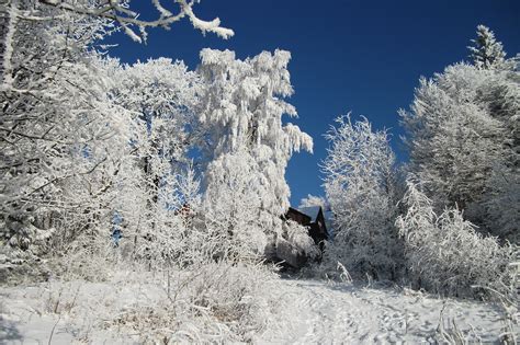 Kostenlose Foto Baum Natur Ast Berg Schnee Kalt Winter Himmel