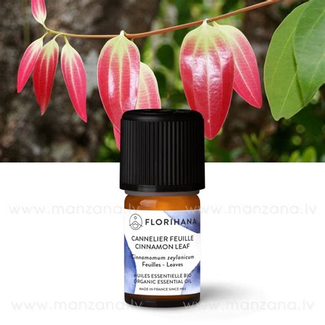Листья корицы (CINNAMON LEAF) эфирное масло – Manzana.lv