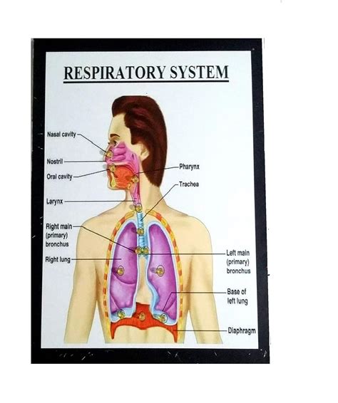 Respiratory System Model Project | ubicaciondepersonas.cdmx.gob.mx