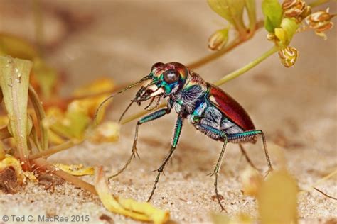 Cicindela Formosa Pigmentosignata The Reddish Green Sand Tiger Beetle