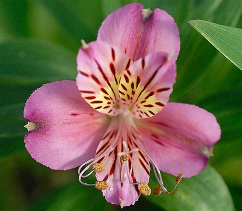 Alstroemeria Princess Diana Peruvian Lily Garden