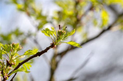 80+ Crataegus Pinnatifida Stock Photos, Pictures & Royalty-Free Images ...