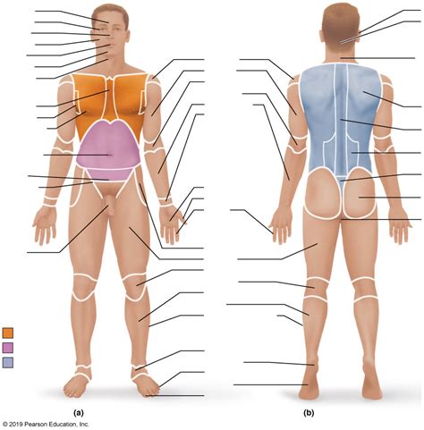 Anatomy Regions Of The Human Body Diagram Quizlet